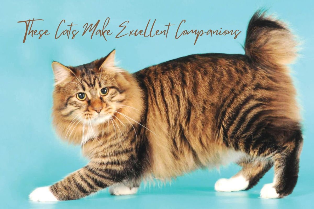 American Bobtail