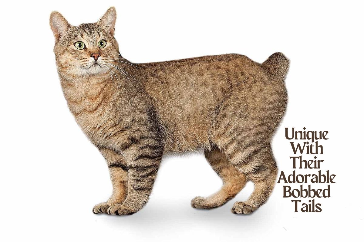 American Bobtail