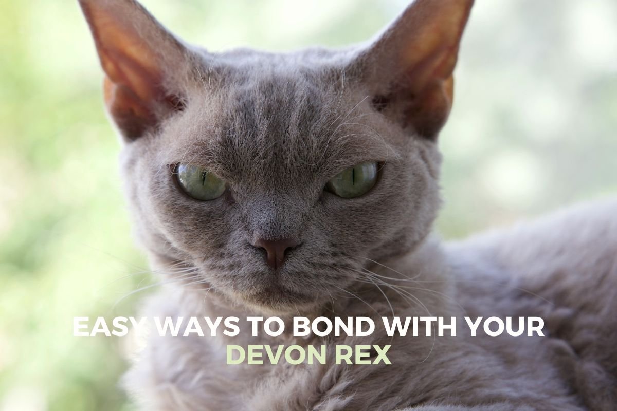 Devon Rex