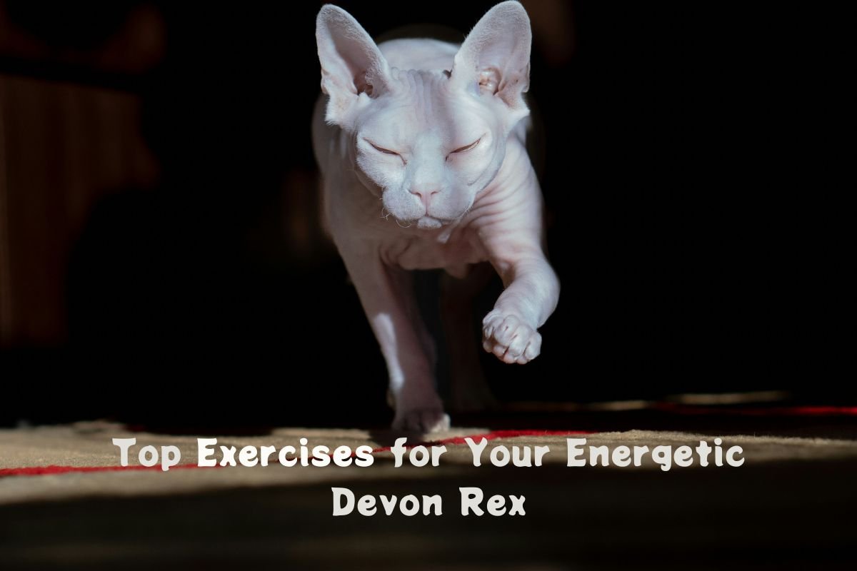 Devon Rex